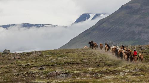 Islandpferde - Trieb auf neue Weide