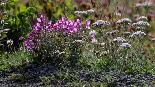 Blumen, die ich nicht kenne