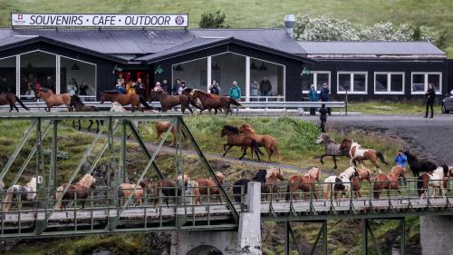 Pferde am Infocenter des Godafoss