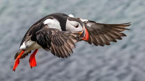 Puffins-097