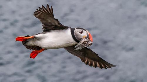Puffins-099