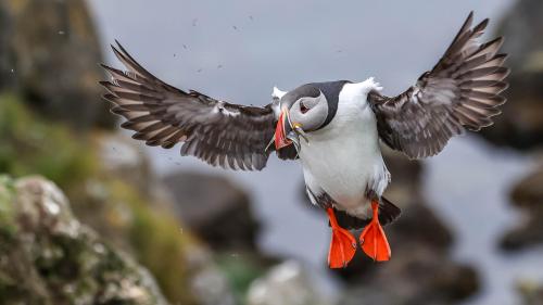 Puffins-117
