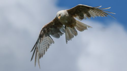 Redkites-GB-2025-086