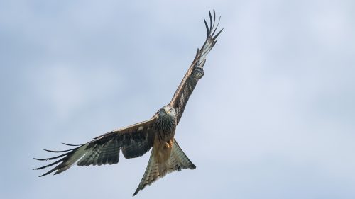 Redkites-GB-2025-088