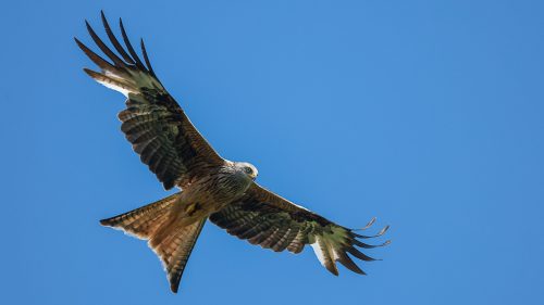 Redkites-GB-2025-090